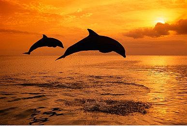 类星际火狐射击游戏《星犬猎人》4月8日登陆NS